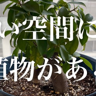 いい空間には植物がある